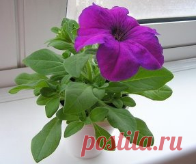 Одноклассники