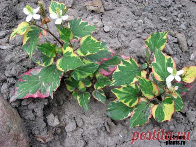 Хауттюйния » Домашние растения