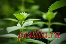 МЯТА ПЕРЕЧНАЯ  
Общие сведения о мяте перичной
МЯТА ПЕРЕЧНАЯ (Mentha piperita L.) - культурное растение, специально разводимое для получения, главным образом, эфирного мятного масла, а также для производства ментол…