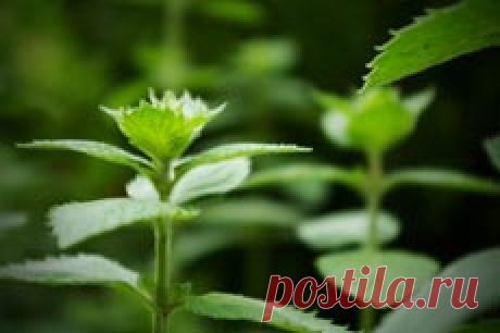 МЯТА ПЕРЕЧНАЯ  
Общие сведения о мяте перичной
МЯТА ПЕРЕЧНАЯ (Mentha piperita L.) - культурное растение, специально разводимое для получения, главным образом, эфирного мятного масла, а также для производства ментол…