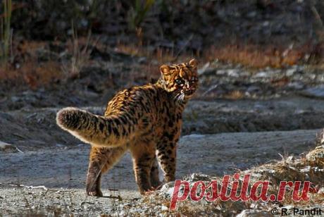 Мраморный кот ru.knowledgr.com