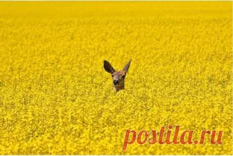 Нечего добавить;)) Минимализм в фотографии — Фотоискусство