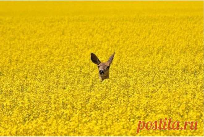 Нечего добавить;)) Минимализм в фотографии — Фотоискусство