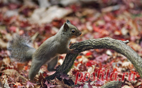 кот и осень обои - Поиск в Google