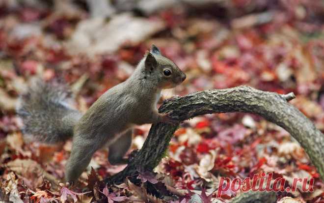 кот и осень обои - Поиск в Google