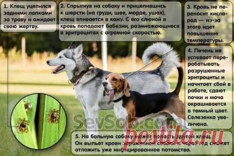 КАК ЗАЩИТИТЬ СОБАКУ ОТ КЛЕЩЕЙ 


Практически все владельцы слышали о том, что клещи опасны для собак. А чем опасны, что вызывают и как правильно защитить свою собаку от клещей, знают не все. 


Вот некоторые заблуждения владельцев…
