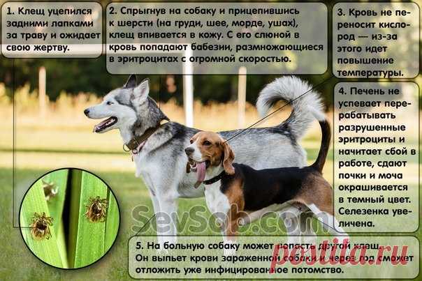 КАК ЗАЩИТИТЬ СОБАКУ ОТ КЛЕЩЕЙ 


Практически все владельцы слышали о том, что клещи опасны для собак. А чем опасны, что вызывают и как правильно защитить свою собаку от клещей, знают не все. 


Вот некоторые заблуждения владельцев…