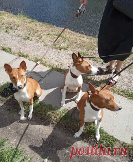#basenji