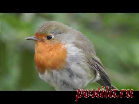 Пение зарянки малиновки. Орнитотерапия. Бальзам на душу при сердечных, суставных болях, бессоннице.