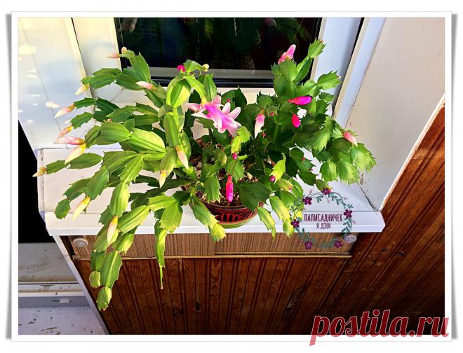 Шикарное весеннее цветение декабриста хотите? Делюсь способом прищипки 