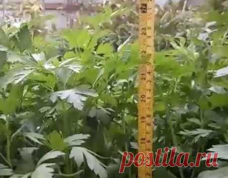 как выращивать петрушку рассадным способом