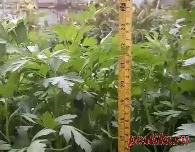 как выращивать петрушку рассадным способом