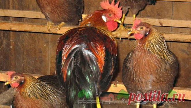 Насесты для кур своими руками: инструкуция и фото обзор