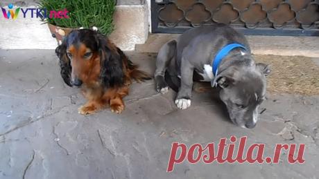 Допрос двух собак «Кто съел тапок?» Виноватые милые глазки... Псы так же человечны, как и люди и способны испытывать те же эмоции. Только в характере собак нет ничего гнилого или плохого, в отличие от людей. Эти животные невероятно искренние и чистые изнутри. Не…