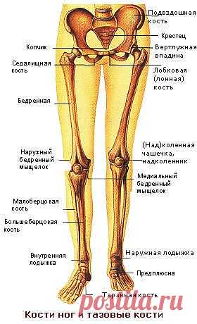 Кости ног и тазовые кости | ПолонСил.ру - социальная сеть здоровья