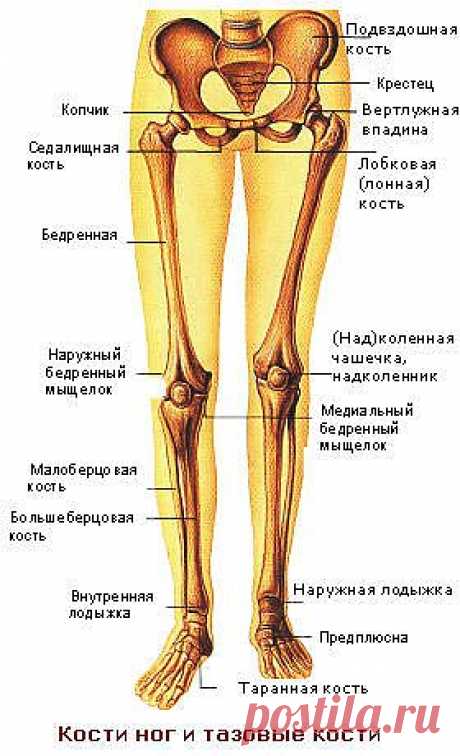 Кости ног и тазовые кости | ПолонСил.ру - социальная сеть здоровья