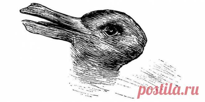 Утка или кролик: как быстро вы сможете их увидеть на этом рисунке? ~