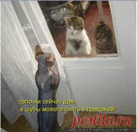 Котоматрица: ...тапочки сейчас дам, а шубы можете снять в прихожей!