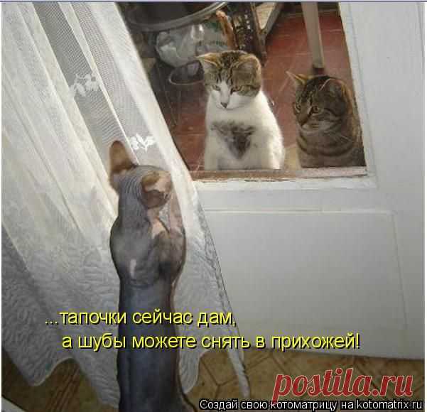 Котоматрица: ...тапочки сейчас дам, а шубы можете снять в прихожей!
