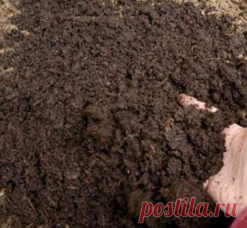 Как посадить фасоль и когда начинать собирать?