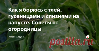 Как я борюсь с тлей, гусеницами и слизнями на капусте. Советы от огородницы Одними руками, конечно, избавить огород и сад от вредителей невозможно, а химикаты, сколь ни велик соблазн, применять нельзя. Однако выход есть: я использую растительные отвары и настои, которые безвредны для посадок, людей и животных, хотя желательно именно на овощи и ягоды брызгать ими поменьше.
Отваром полыни горькой я с легкостью спасаю капусту от гусениц капустной белянки, совки и других вред