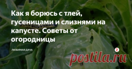Как я борюсь с тлей, гусеницами и слизнями на капусте. Советы от огородницы Одними руками, конечно, избавить огород и сад от вредителей невозможно, а химикаты, сколь ни велик соблазн, применять нельзя. Однако выход есть: я использую растительные отвары и настои, которые безвредны для посадок, людей и животных, хотя желательно именно на овощи и ягоды брызгать ими поменьше.
Отваром полыни горькой я с легкостью спасаю капусту от гусениц капустной белянки, совки и других вред