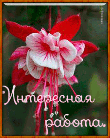 pic (235×295)