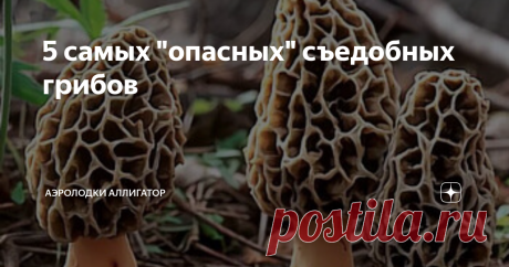 5 самых "опасных" съедобных грибов С вами компания "Аэролодки Аллигатор"
В случае, если в вашей корзине с грибами оказалось несколько "ядовитых" чужаков, не стоит отчаиваться. Еще с древних времен сохранилось множество рецептов даже с условно несъедобными грибами. Само собой, что употребление таких продуктов не перестает быть опасным, но в экстремальной ситуации или ради опыта можно тщательным образом приготовить гриб и употребить
