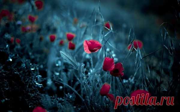 Середина лета в небыль ускользает...