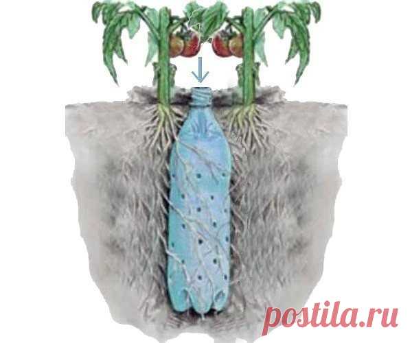 Тонкости полива 
 
Полив. 
Ну, казалось бы, чего тут учить – жарко, сухо – поливай и все дела. В руки попала книга Б. А. Бублика «Тысяча уловок огородника», где он доказывает, что и это мы не знаем и не умеем правильно делать. По профессии он математик и всё доказывает с цифрами в руках – ну очень убедительно! Вот послушайте…. 
Поливы в жару могут стать бритвой в руках обезьяны. И традиционное воззрение на поливы подлежат пристальному пересмотру.Как известно, на глубине по...