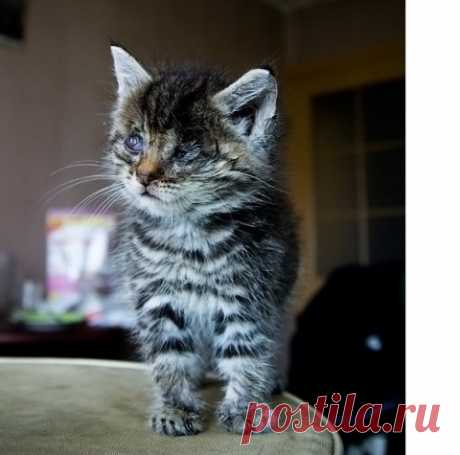 В каком месяце в доме появилась кошка