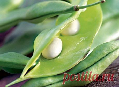 13 ПОЛЕЗНЫХ СОВЕТОВ ПО ВЫРАЩИВАНИЮ ФАСОЛИ