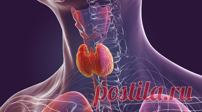 Психиатр: подавленная злость влияет на состояние щитовидной железы. Врач-психиатр и психотерапевт, сотрудник ФГБУ «НМИЦ эндокринологии» Минздрава России Татьяна Зеленкова-Захарчук рассказала, что подавленная злость влияет на здоровье щитовидной железы. Читать далее