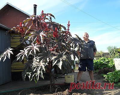 Как вырастить клещевину на даче

Клещевина у нас все-таки гостья из теплых стран, поэтому выращивать ее нужно через рассаду. Посев провожу в конце февраля – начале марта, использую свои семена. Они хорошо вызревают даже за короткое сибирское лето, хранятся 4 и более лет, и всхожесть у них отличная.