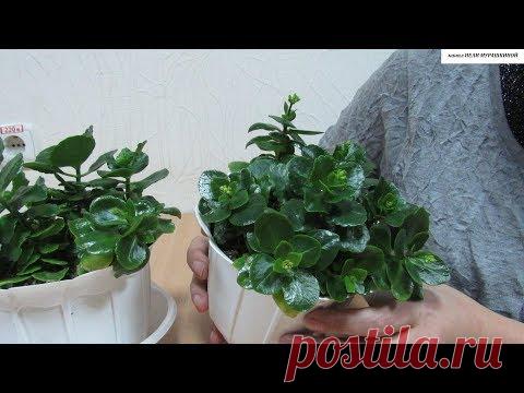 КАЛАНХОЭ. Как добиться обильного повторного цветения.