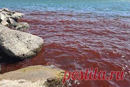В окрасившемся Галилейском море увидели предвестие апокалипсиса