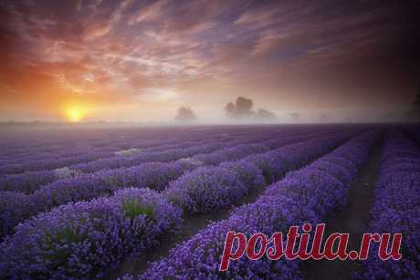 Импрессионизм от природы: бескрайние лавандовые поля в Англии | Изюминки