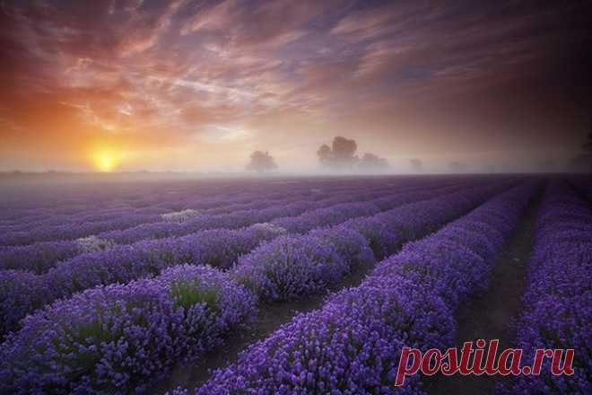 Импрессионизм от природы: бескрайние лавандовые поля в Англии | Изюминки