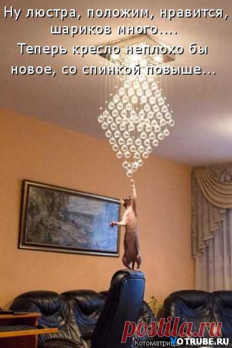 Веселые картинки про животных))