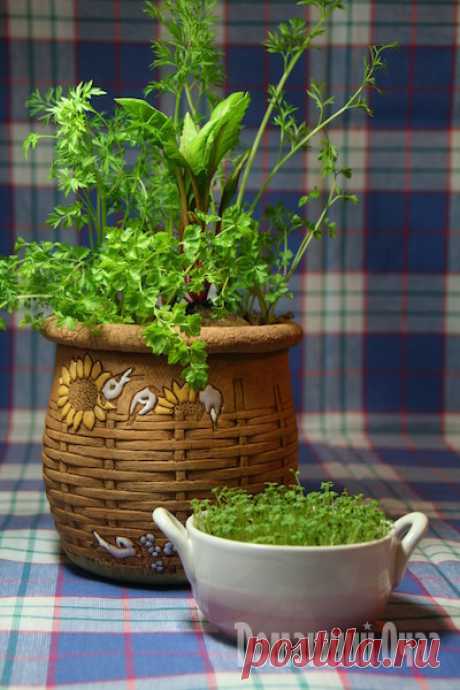 Огородик на подоконнике Начало весны — самое время посадить дома свежую зелень, которая совсем скоро украсит ваш стол! Если у вас нет дачи (а даже если и есть — когда еще вы дождетесь урожая), этот подробный мастер-класс станет для вас настоящей находкой.