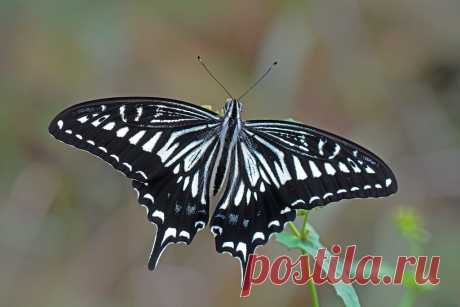 Xuthus Swallowtail Explore mishko2007's photos on Flickr. mishko2007 has uploaded 4007 photos to Flickr.