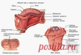 Как за 10 минут избавиться от храпа надолго | Golbis