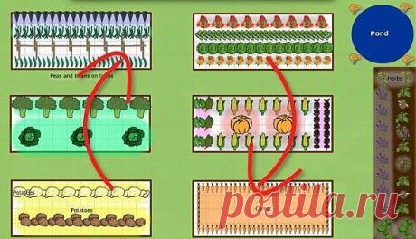 CЕВООБОРОТ. ЧЕРЕДОВАНИЕ ОВОЩЕЙ НА ГРЯДКАХ