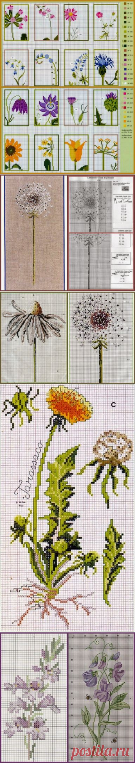 Полевые цветы