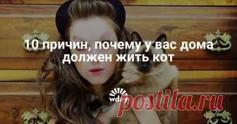 10 причин, почему у вас дома должен жить кот Никаких суеверий, только научно доказанные факты.
