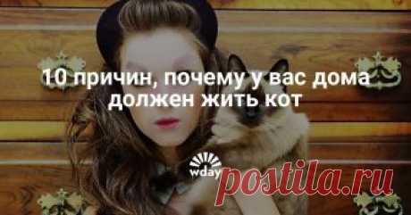 10 причин, почему у вас дома должен жить кот Никаких суеверий, только научно доказанные факты.