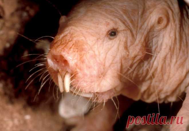 Голый землекоп (лат. Heterocephalus glaber)