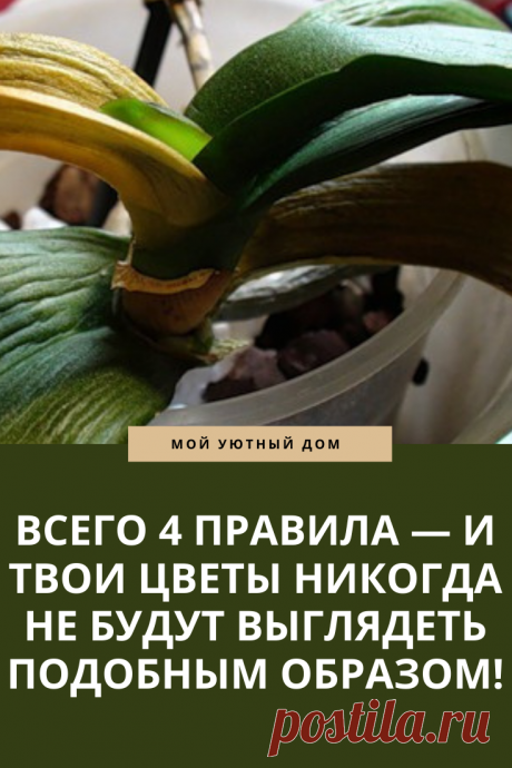 Правила ухода за растениями, которые сделают ваши цветы всегда красивыми
