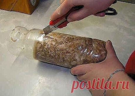 Куриный рулет в бутылке 

Ингредиенты: 
Курица — 1 Штука 
Грецкие орехи — 100 Грамм 
Желатин — 30 Грамм 
Чеснок — 2 Зубчика 
Соль и приправы — По вкусу 

1. Для этого рулета можно брать целую курицу, а можно готовое филе (если любите постные рулеты). Кроме этого, мясо можно приготовить двумя способами: отварить, сделав бульон прозрачный (с овощами и зеленью), а можно протушить, как в нашем варианте. 
2. Отправляем мясо на сковороду, не добавляя никаких жиров! Поставьте сла...