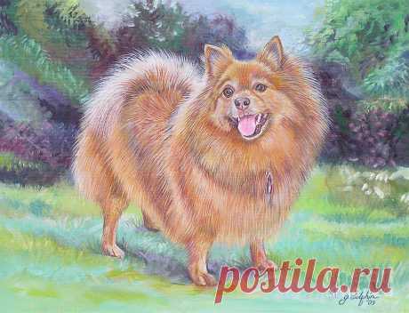 Pomeranian by Gail Dolphin Pomeranian Painting by Gail Dolphin